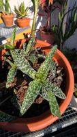 Ledebouria socialis