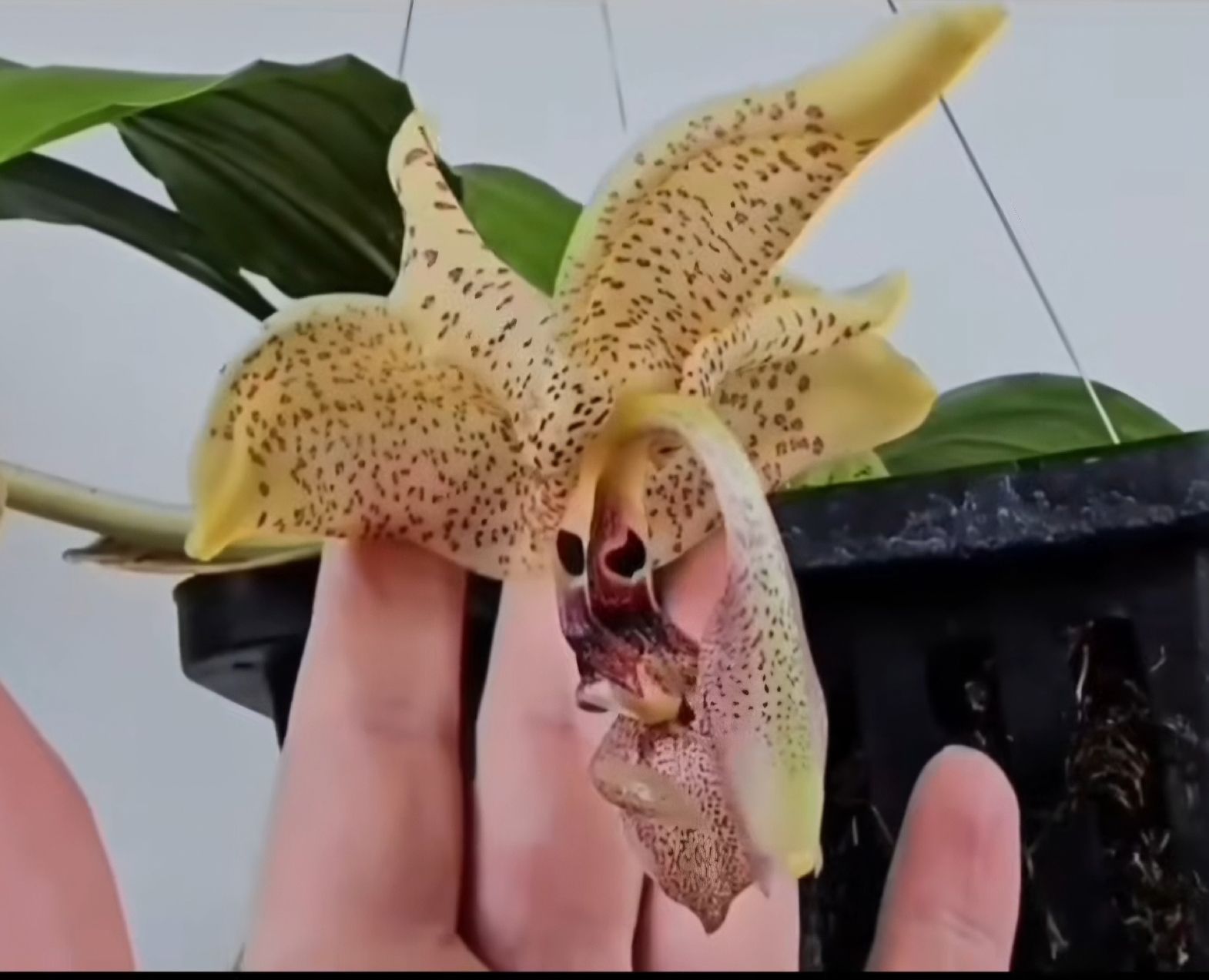 Piante & sementi: Orchidee Stanhopea oculata – Usato da Jona venduto da Smurnaya