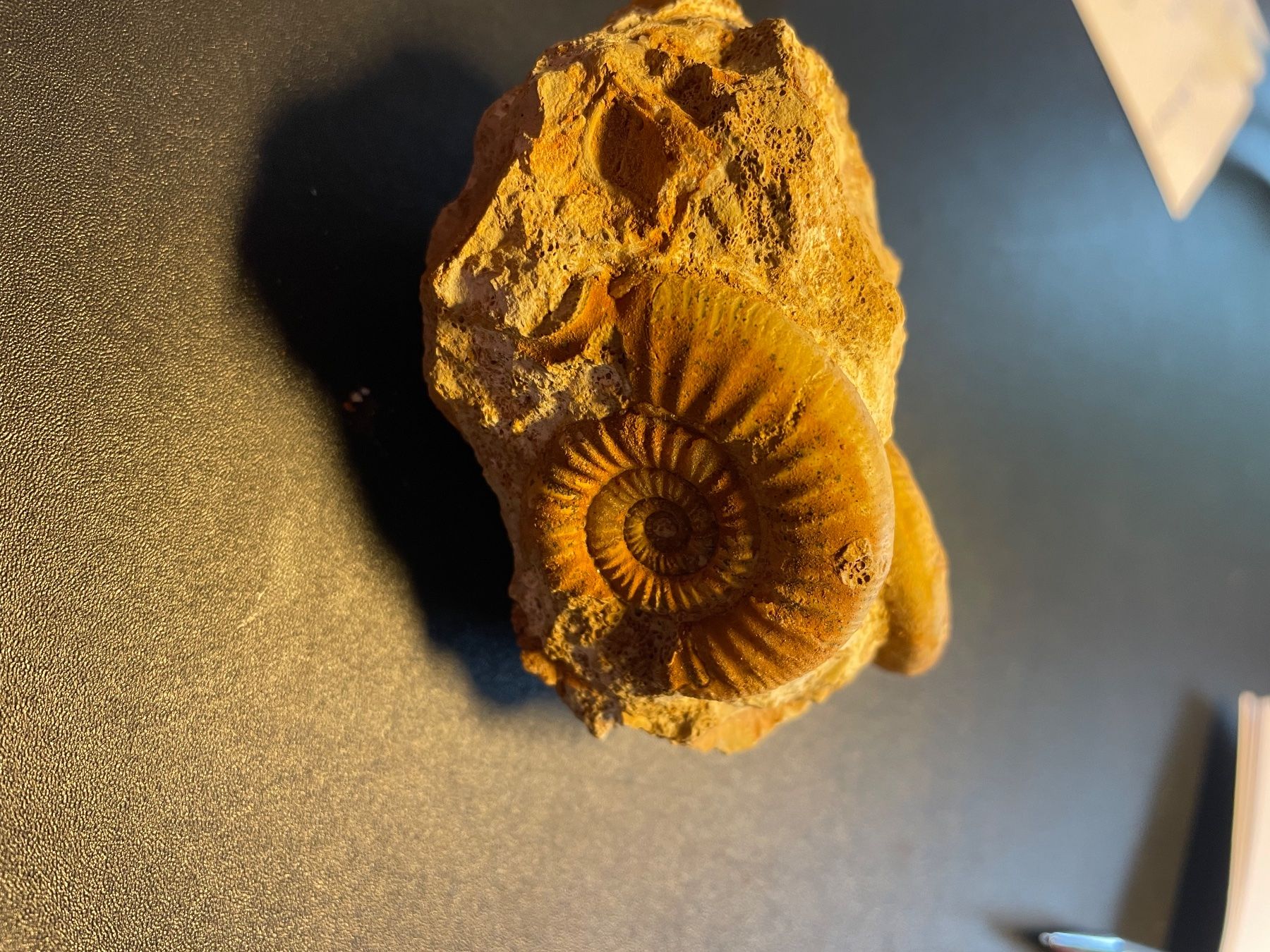 Fossili: Fossilien. 2 Ammoniten auf Muttergestein  (grün) – Usato da buch am irchel venduto da Hildoceras 1