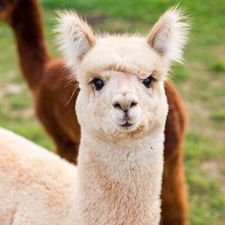 Profile image of Al_Pacca