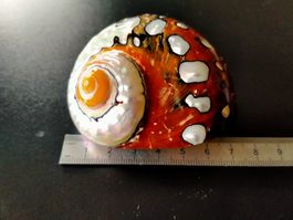 echte, polierte Sarmaticus Turbo Muschel Schnecken Perlmut
