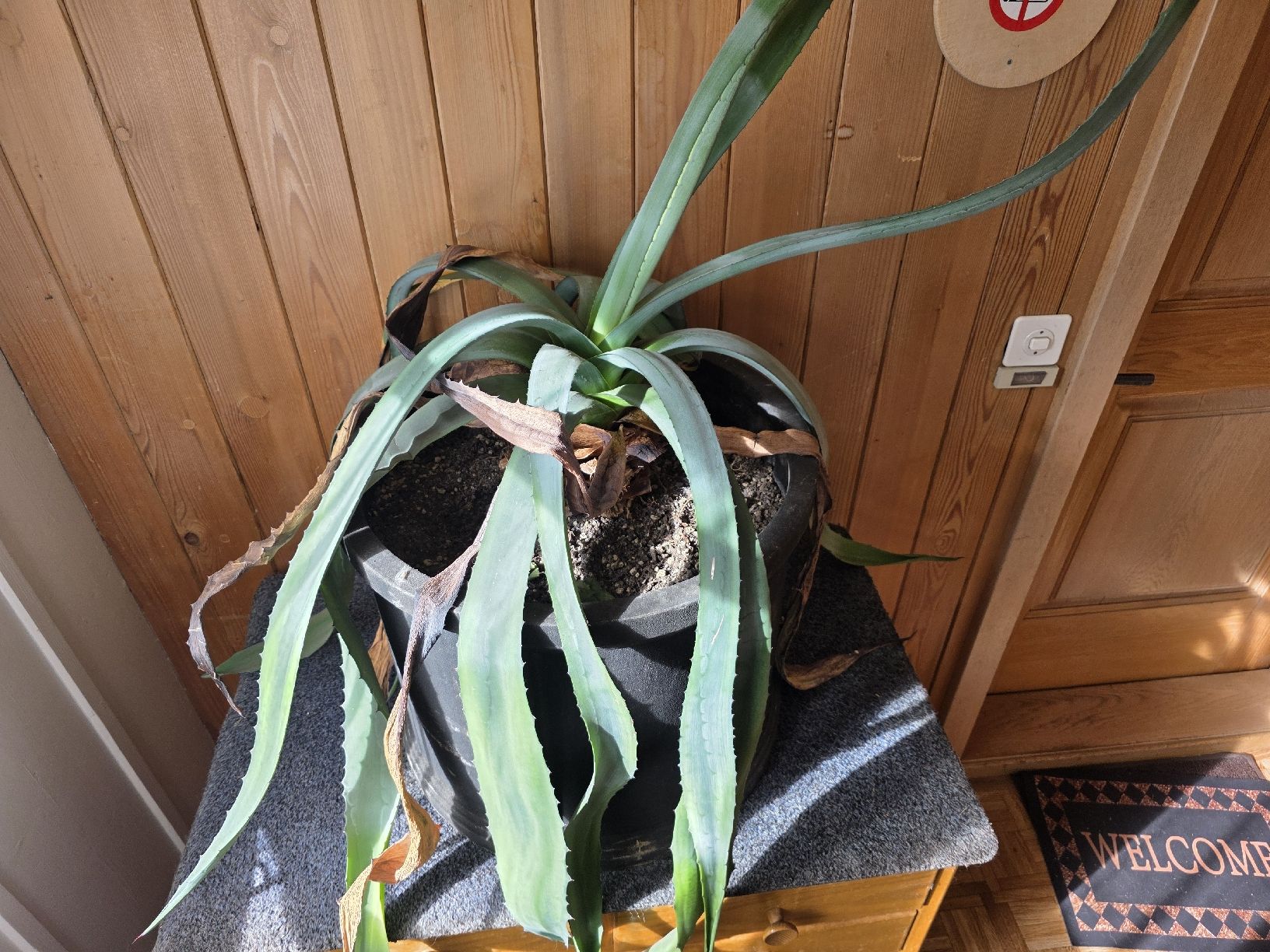 Plantes & graines: Planze Agave gross – D'occasion à Luthern par laska13 1