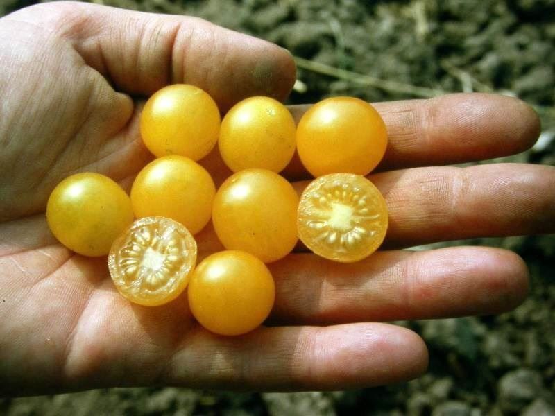Piante & sementi: 50 Samen Johannisbeertomate GELB – Nuovo (secondo la descrizione) da Ehrendingen venduto da VerveinaSamen 1