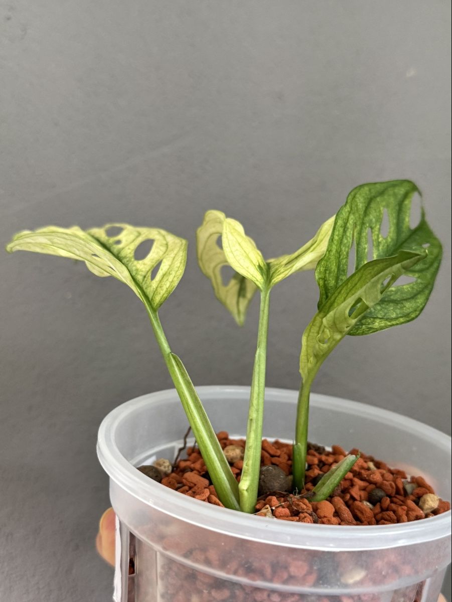 Monstera Adansonii Swedish Ghost (Neu (gemss Beschreibung)) in Grnichen  fr CHF 25  mit Lieferung auf Ricardo kaufen