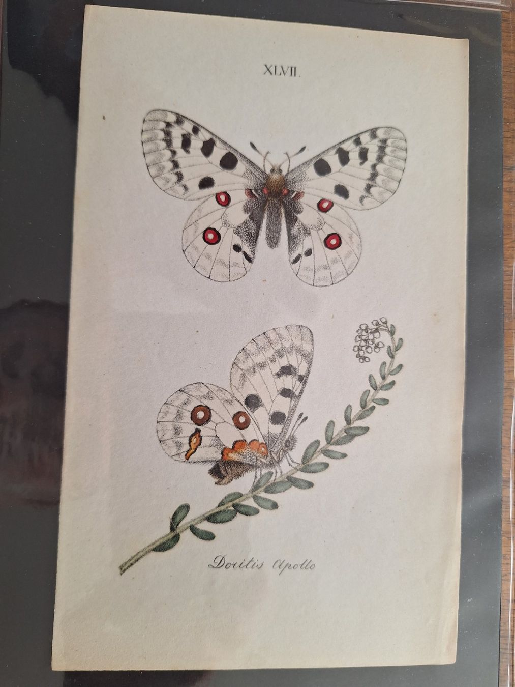 Incisioni: PAPILLONS  8 GRAVURES ANCIENNES – Usato da Bevaix venduto da bohrap 2