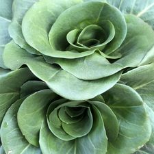 Profile image of Fifidrilla