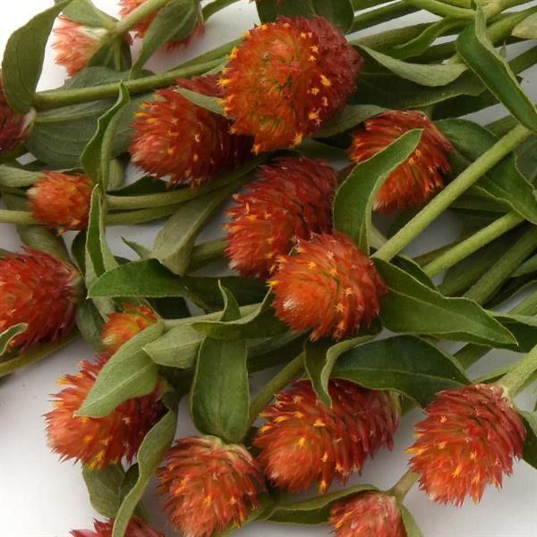 Pflanzen & Samen: 50 Samen Kugelamarant Gomphrena ORANGE Samen – Neu (gemäss Beschreibung) aus Ehrendingen von VerveinaSamen 1