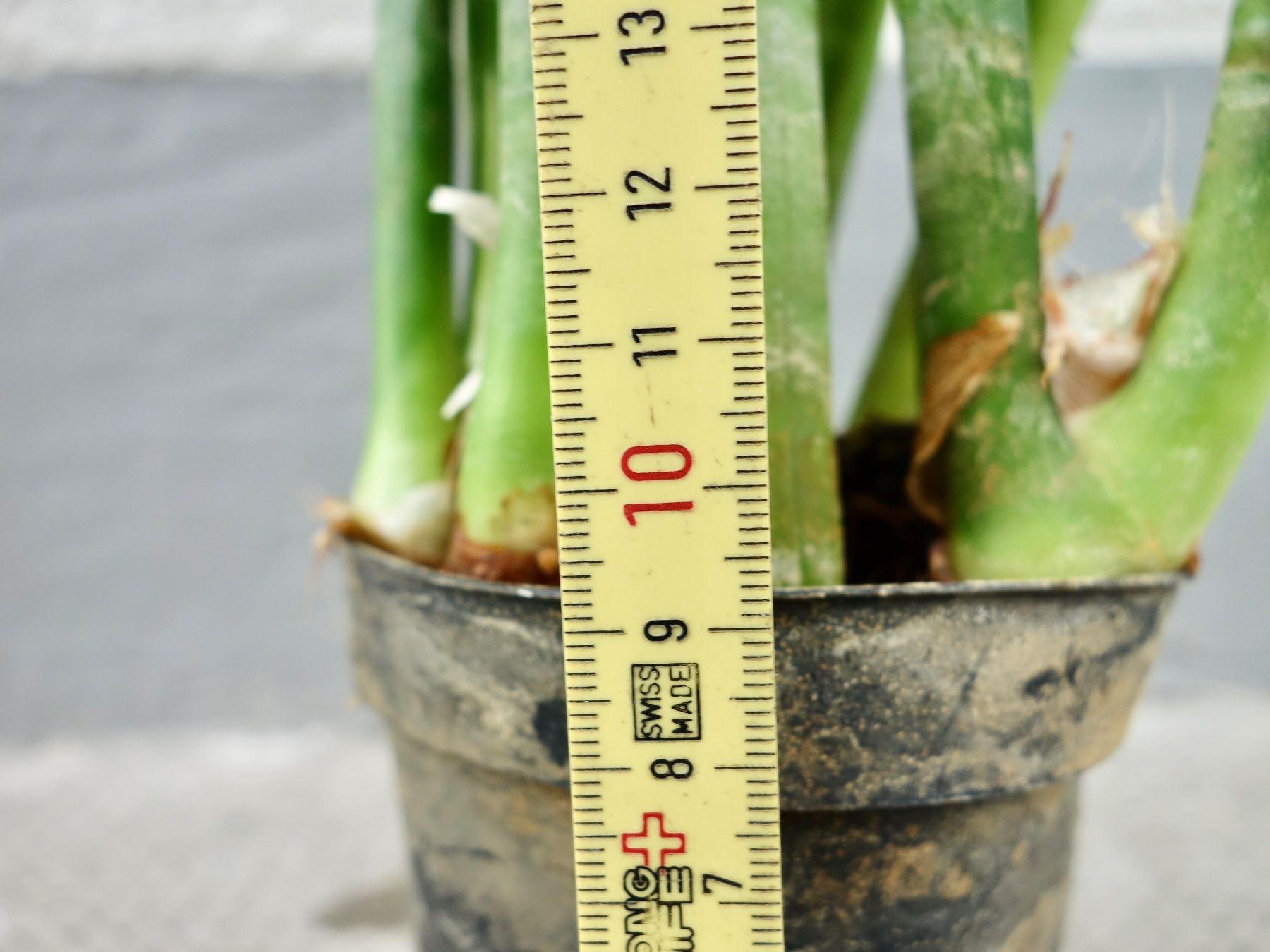 Piante & sementi: Bogenhanf Sansevieria Trifasciata – Nuovo (secondo la descrizione) da Kerzers venduto da zimmergruener 4