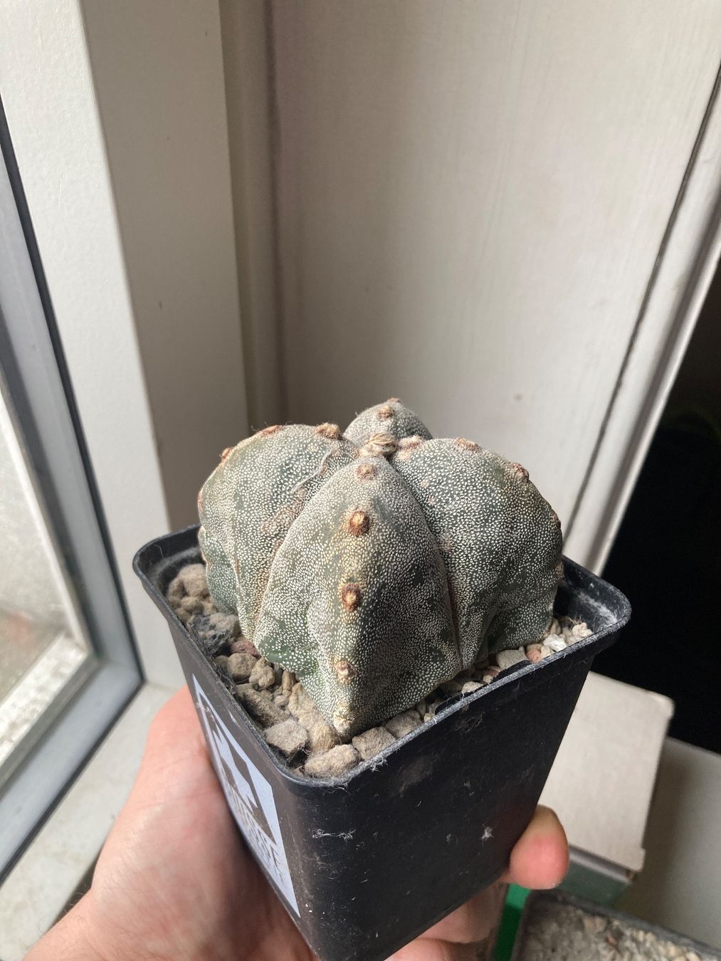 Piante & sementi: Astrophytum Myriostigma mutation.Quadricostatum – Usato da Zürich venduto da tilala17 1