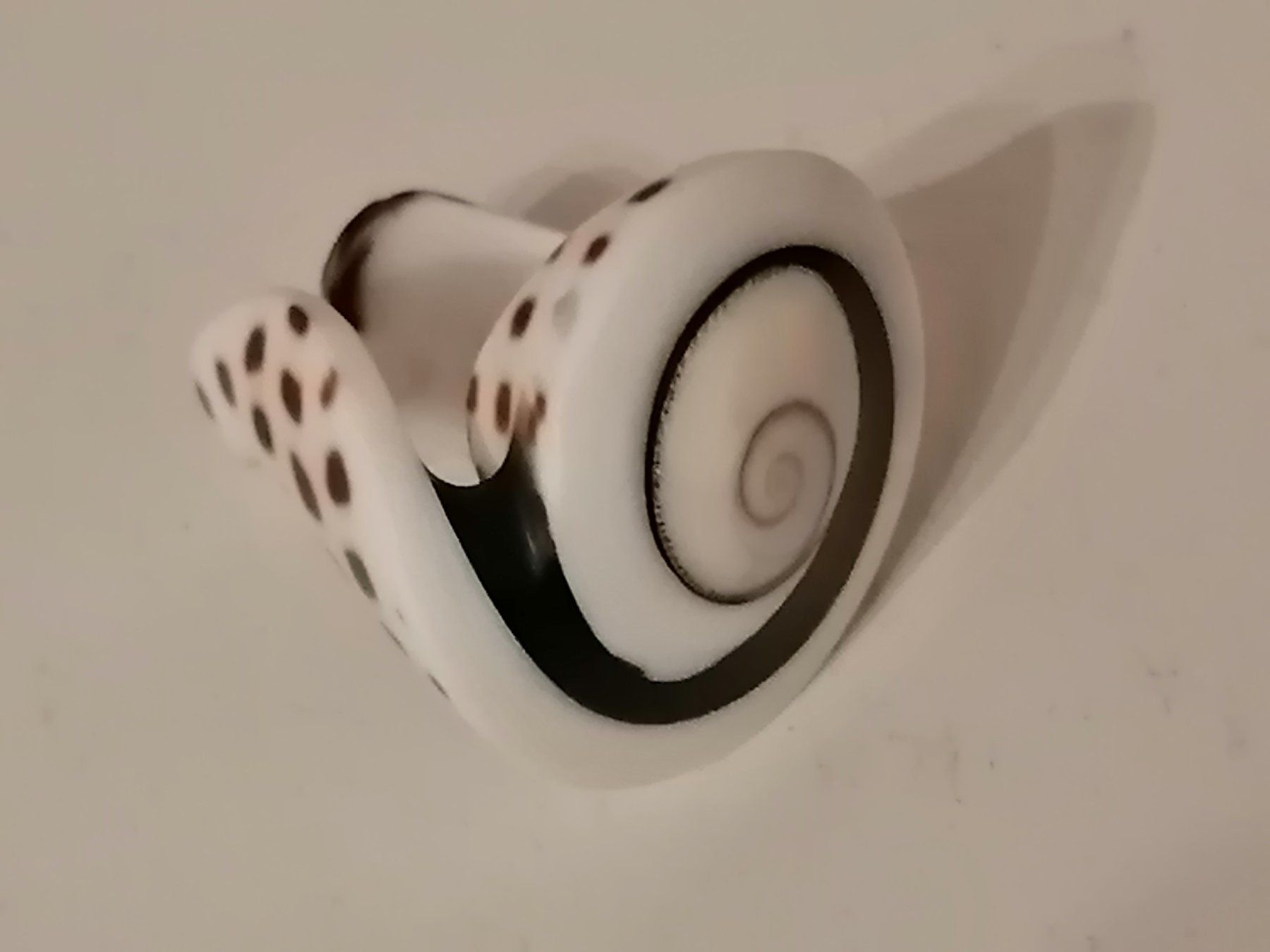 Anelli: Toller  Boho Muschel Ring – Usato da Nunningen venduto da mochflo 2