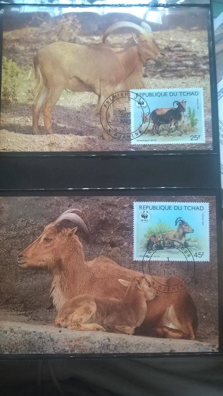 Tutti i francobolli: WWF Tschad 1988 Mähnenspringer Satz Maximumkarten – Nuovo (secondo la descrizione) da Liestal venduto da schnueps 1