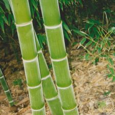 Profile image of Peterbamboo