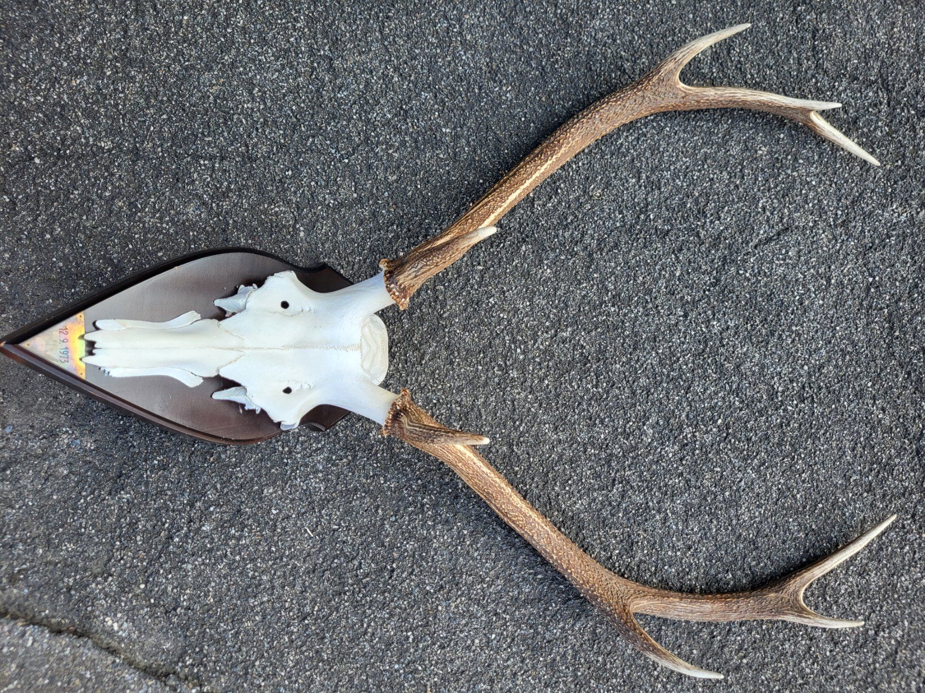 Sonstiges zum Sammeln & Seltenes: Hirsch geweih schweiz – Gebraucht aus Turbenthal von kai_6277