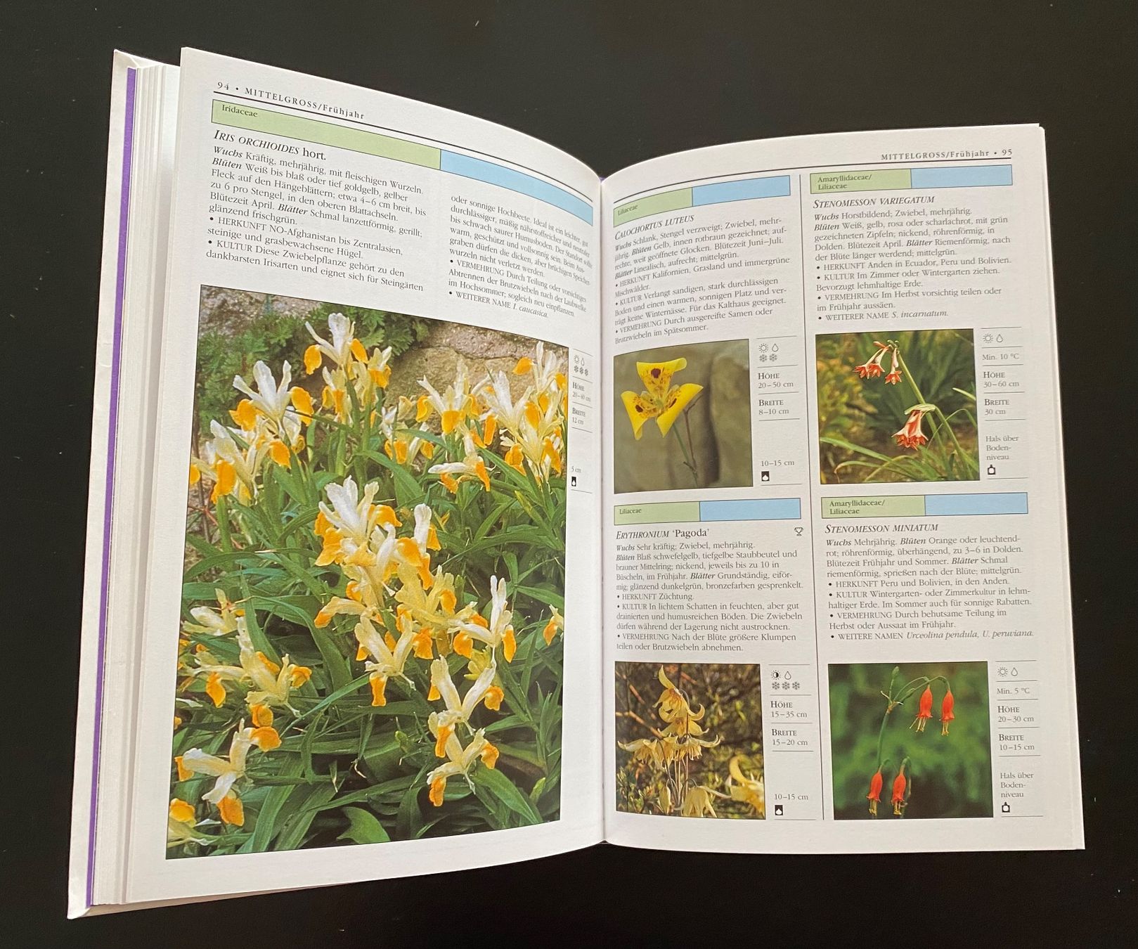 Libri: BLUMENZWIEBELN UND KNOLLEN – Usato da Nussbaumen AG venduto da schuba2000 5