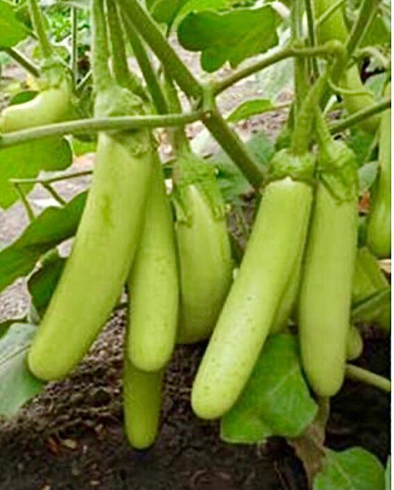 Piante & sementi: 10 SAMEN BIO Aubergine THAI LONG GREEN – Nuovo e nell'imballaggio originale da Rovio venduto da POSITIFFARTandPLANTS 4