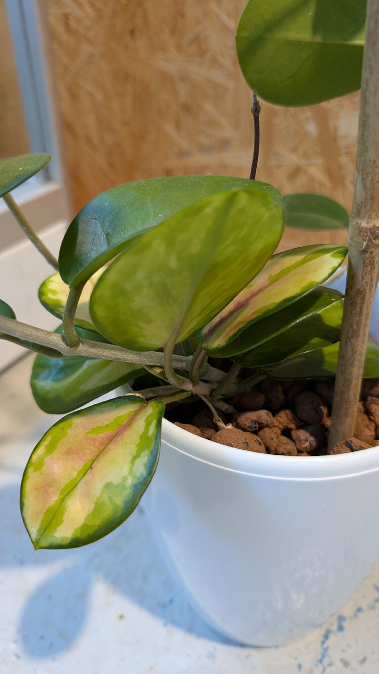Plantes & graines: Hoya Australis – D'occasion à Untervaz par Lyraia 3