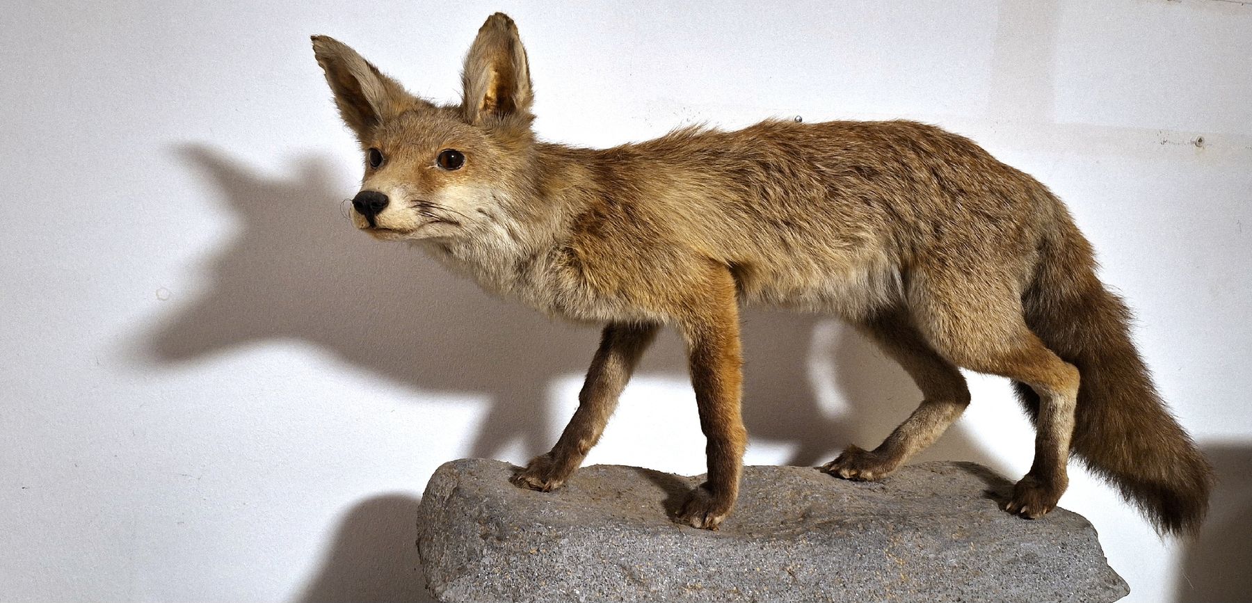 Il mondo degli animali: Sehr authentischer Fuchs/ Präparat – Usato da Emmenbrücke venduto da abu_9mj8