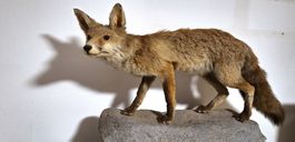 Sehr authentischer Fuchs/ Präparat