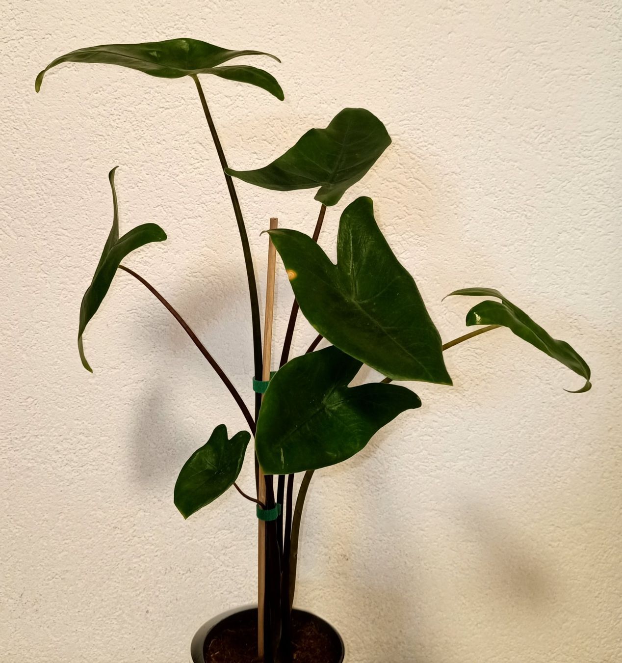 Plantes & graines: Alocasia Zebrina " Black Stem " – Neuf (Voir description) à schöftland par UniquePlants