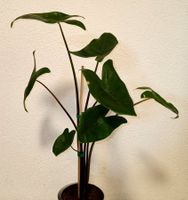 Alocasia Zebrina " Black Stem "