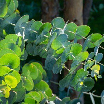 Piante & sementi: Eucalyptus 'France Bleu' 15-20cm – Nuovo (secondo la descrizione) da Bremblens venduto da FIBONACCI369 2
