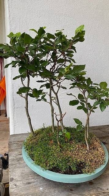 Plantes & graines: Bonsai Buchenwäldli – D'occasion à Wattenwil par topcash4you 1