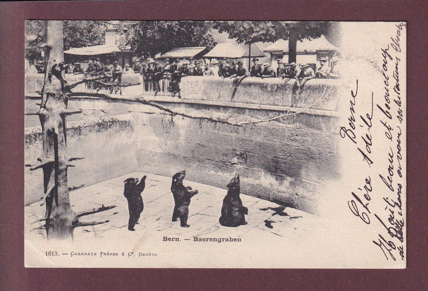Ansichtskarten: BERN - Bärengraben - 1902 Charnaux Frères // Eckbug // – Gebraucht aus Pully von nicecards