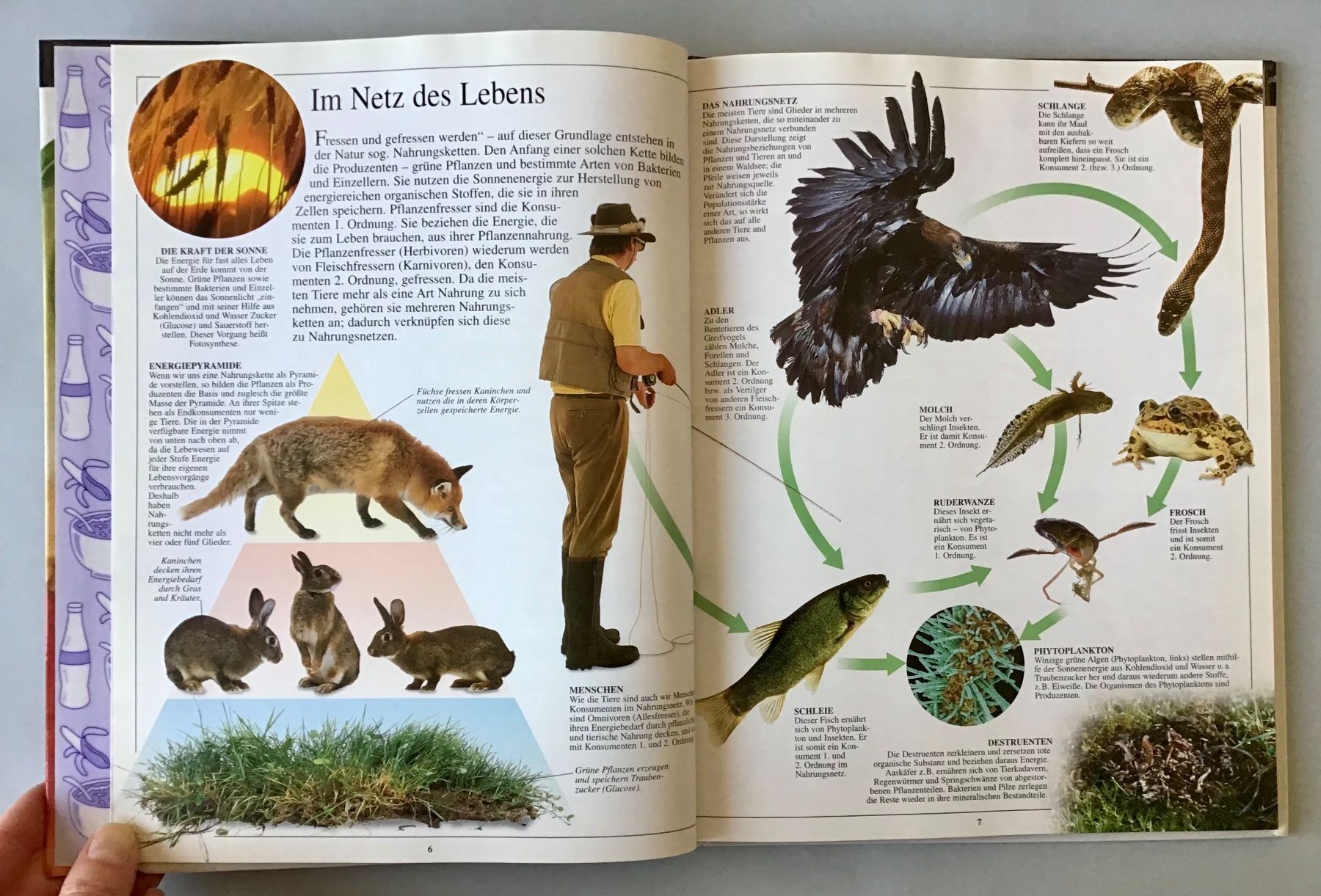 Libri: Sehen, Staunen, Wissen: ERNÄHRUNG – Nuovo (secondo la descrizione) da Bubendorf venduto da Alpenheidi 5