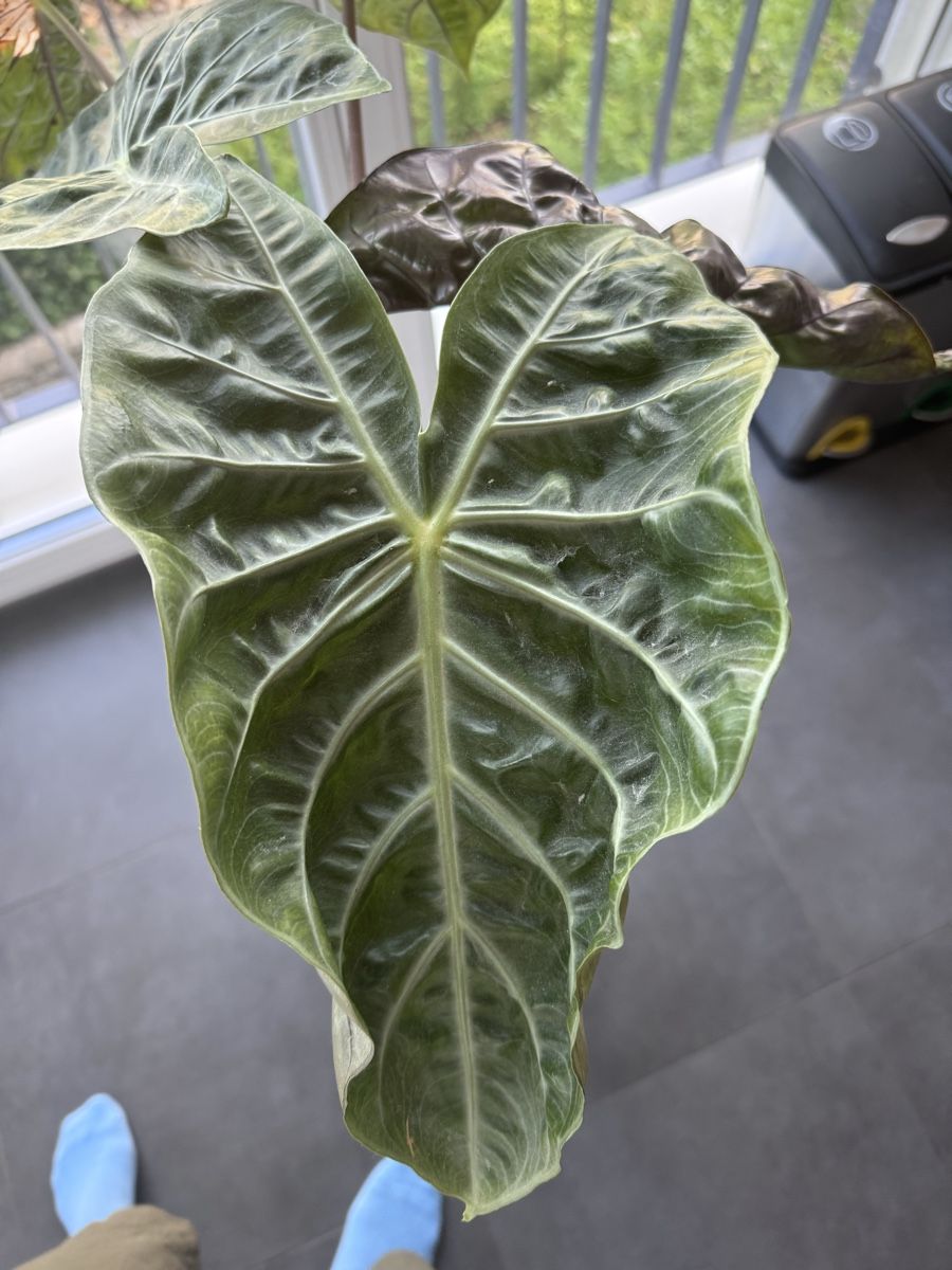 Piante & sementi: Alocasia Rosa Dragon – Usato da Zürich venduto da lui_ns5h 1