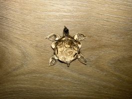 Glas Schildkröte, Dekoration, neuwertig, swarovski