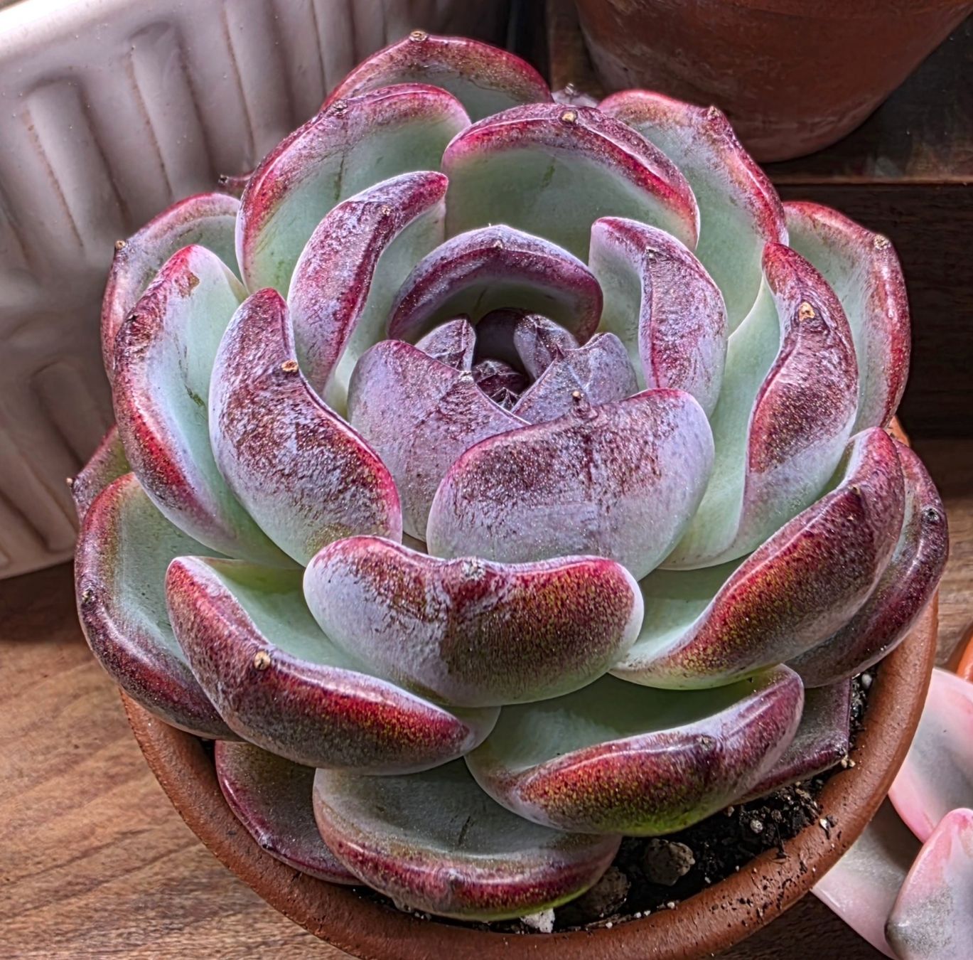 Piante & sementi: Echeveria Dark Opal – Usato da Winterthur venduto da jar_w2vp