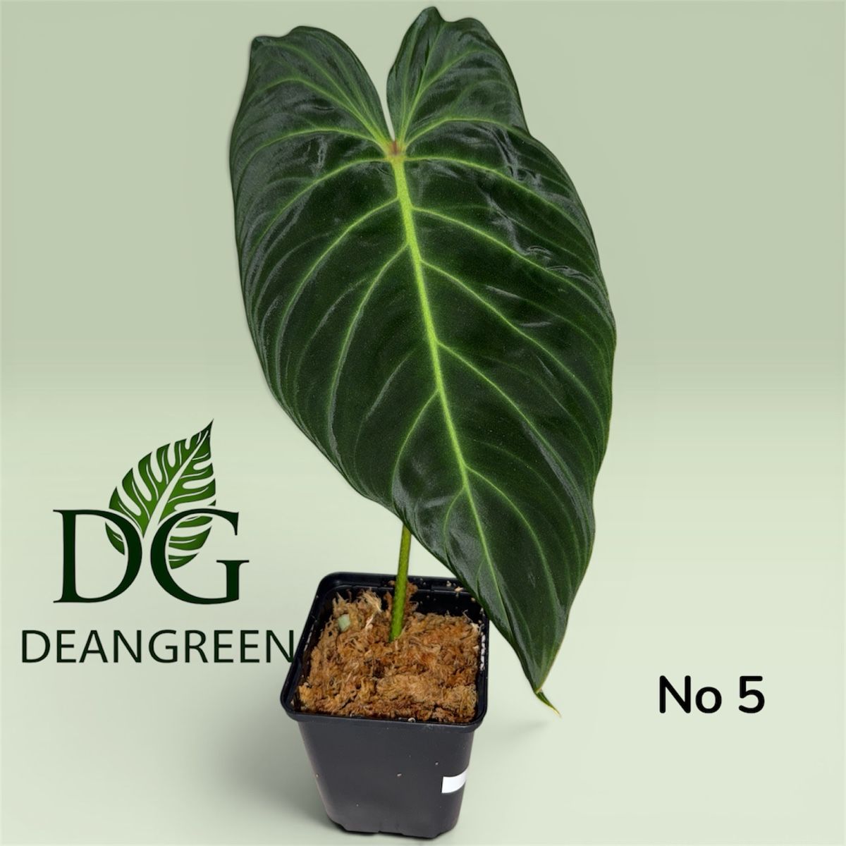 Piante & sementi: Philodendron splendid nr. 05 – Usato da Zürich venduto da DeanGreenZH
