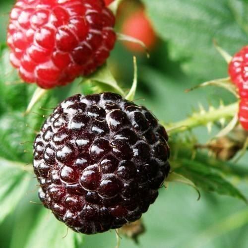 Piante & sementi: Framboisier noir 'Black Jewel'  2x  20cm – Nuovo (secondo la descrizione) da Bremblens venduto da FIBONACCI369 2