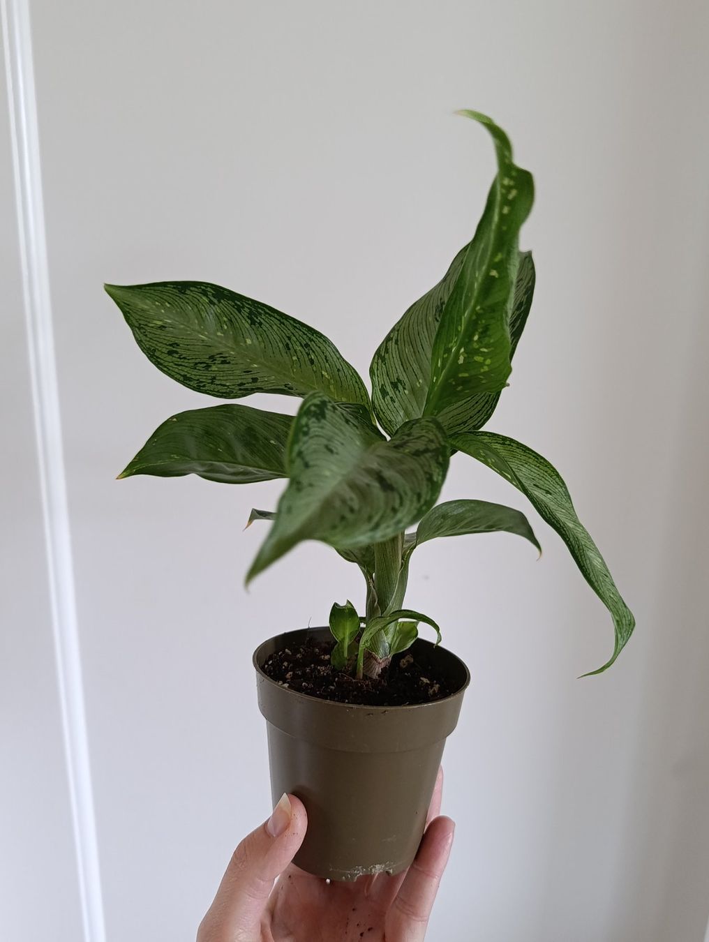 Plantes & graines: Dieffenbachia Snow – D'occasion à Baar par L.isa28 3