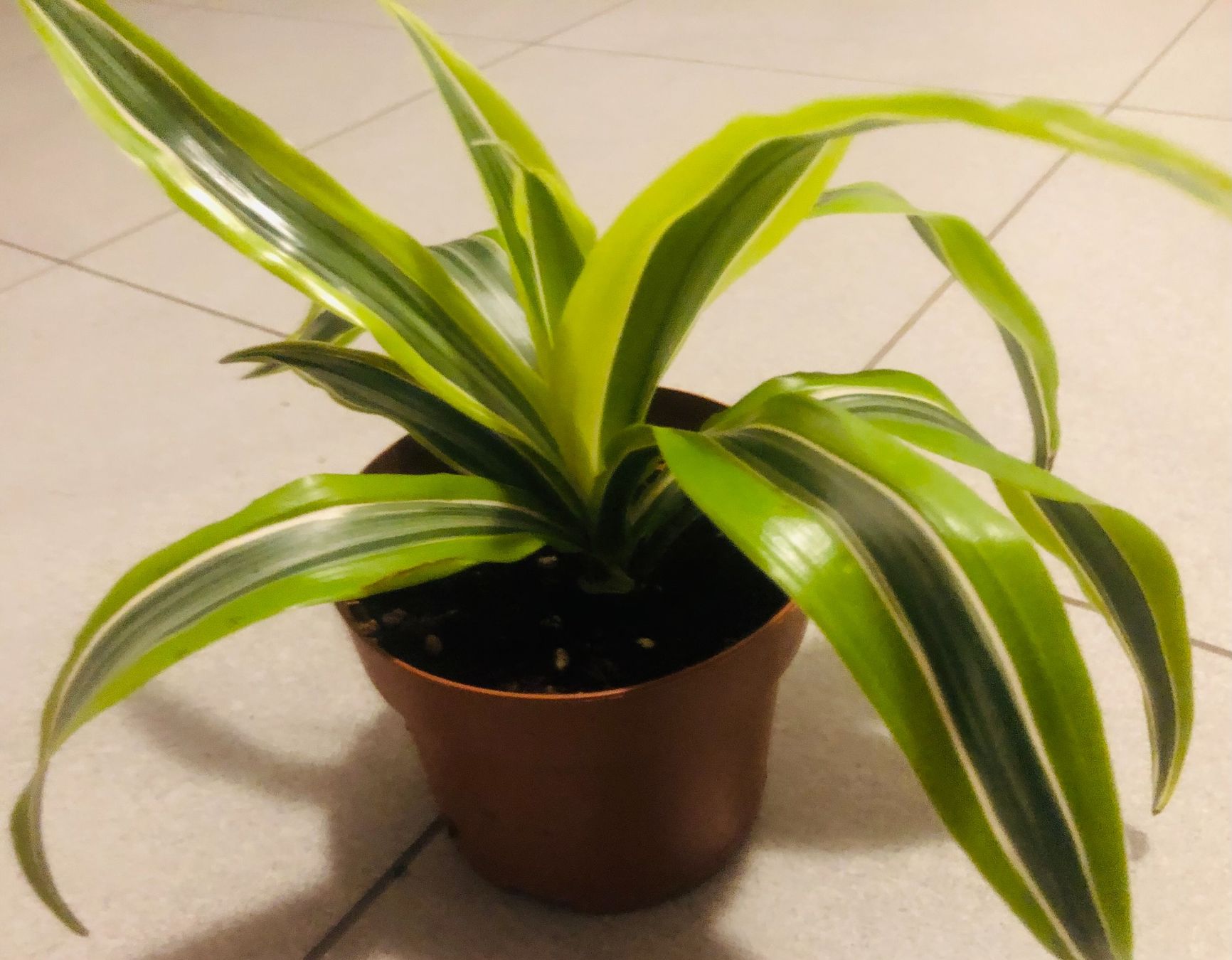 Pflanzen & Samen: Seltene DRACAENA REFLEXA LIME/ PLEOMELE REFLEXA LIME 10-15cm – Neu und originalverpackt aus Rovio von POSITIFFARTandPLANTS 1