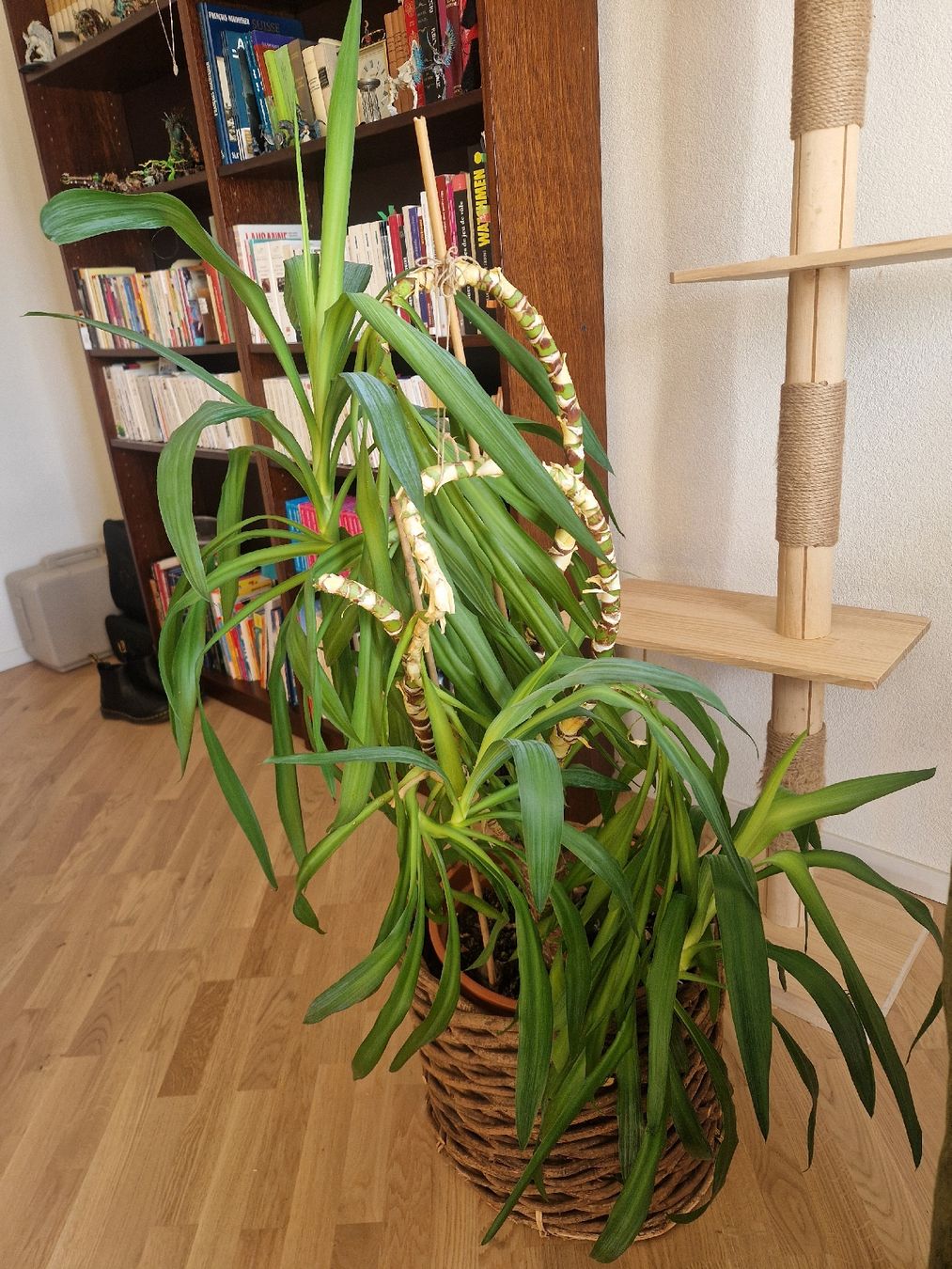Pflanzen & Samen: Magnifique yucca avec son cache-pot – Neu (gemäss Beschreibung) aus Denges von elo_2zgb 1