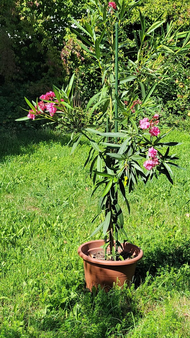 Piante & sementi: Oleanderbaum – Usato da Kirchberg SG venduto da manka74