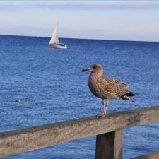 Profile image of momo24Horgen