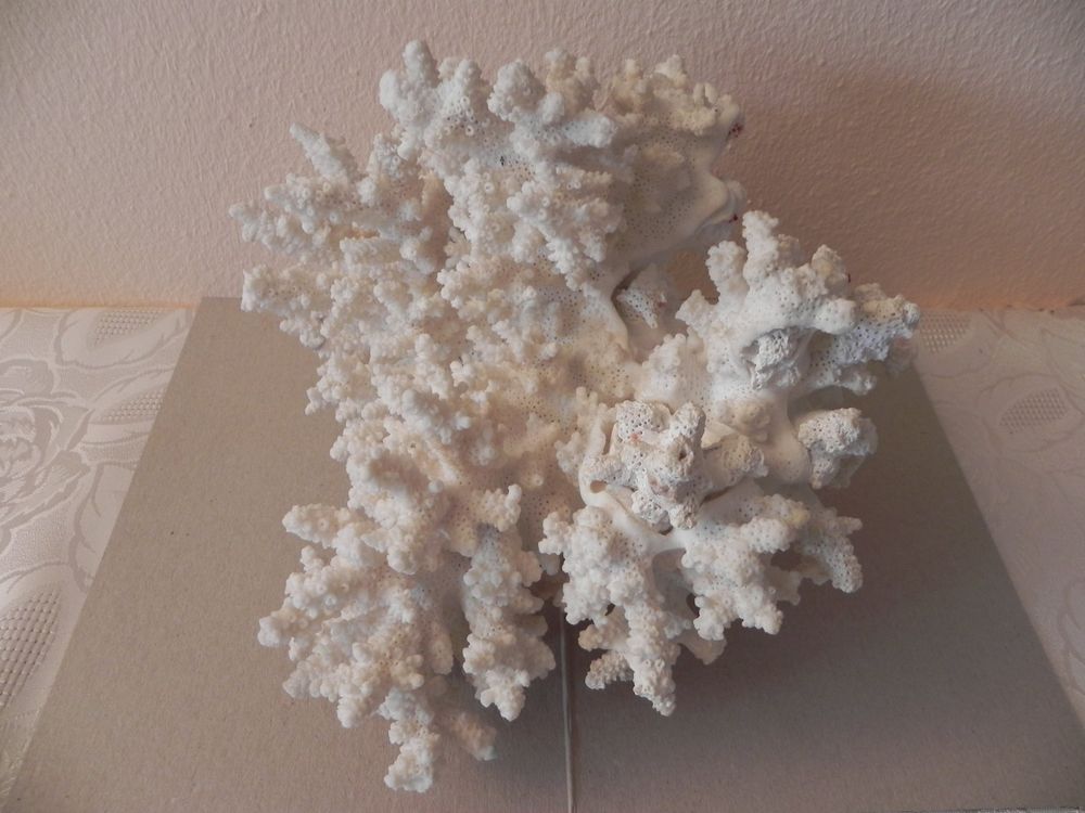 Colorama WEIße ENGEL FLüGEL 60x40cm - Federn Flügel Für Engelskostüm