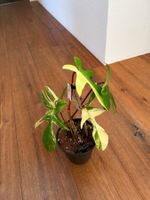 Philodendron Florida beauty💛