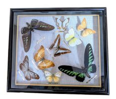 Schmetterlingskasten mit 9 echten Schmetterlingen – wundersc