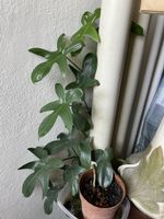 Pflanze für Terrarium oder Zimmer