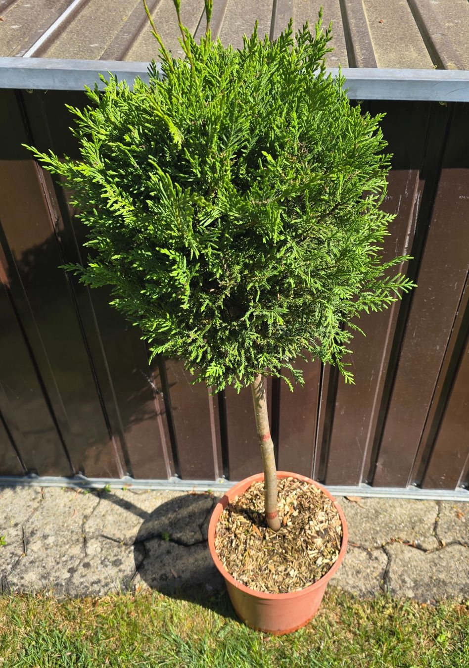 Pflanzen & Samen: Mediterranes Zypressen Stämmchen – Neu (gemäss Beschreibung) aus Aarburg von popkorn65 1