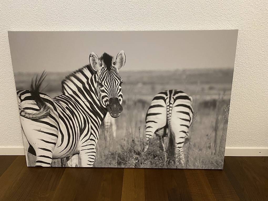 Foto & Immagini: Fotoleinwand Zebra 120x80 – Usato da Sursee venduto da pih_88