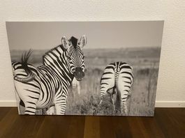 Fotoleinwand Zebra 120x80