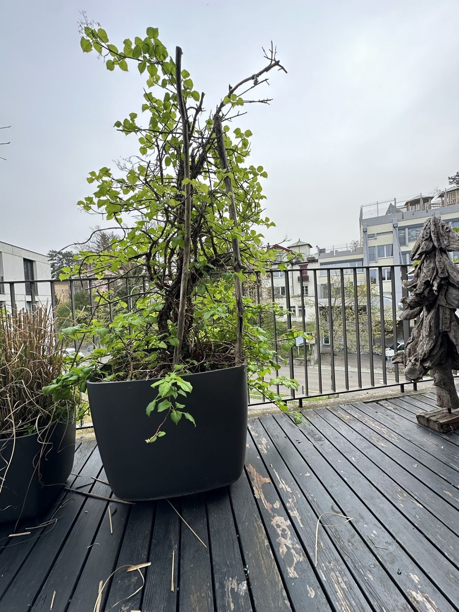 Eternit Blumentöpfe: Terrasse Garten Topf 2 stück – Gebraucht aus Zürich von
