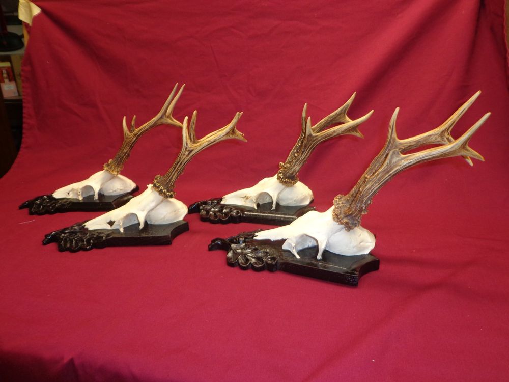 Reh, Geweihe, Trophäe, Horn, Dekoration, Jagd Abwurfstangen (Neu ...