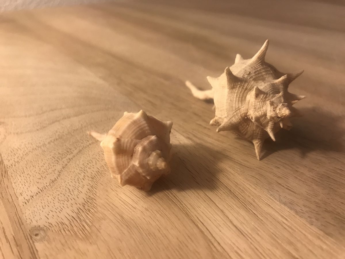 Fossilien: Schnecke Muschel 2 Stück – Gebraucht aus Thalwil von mabara42 1