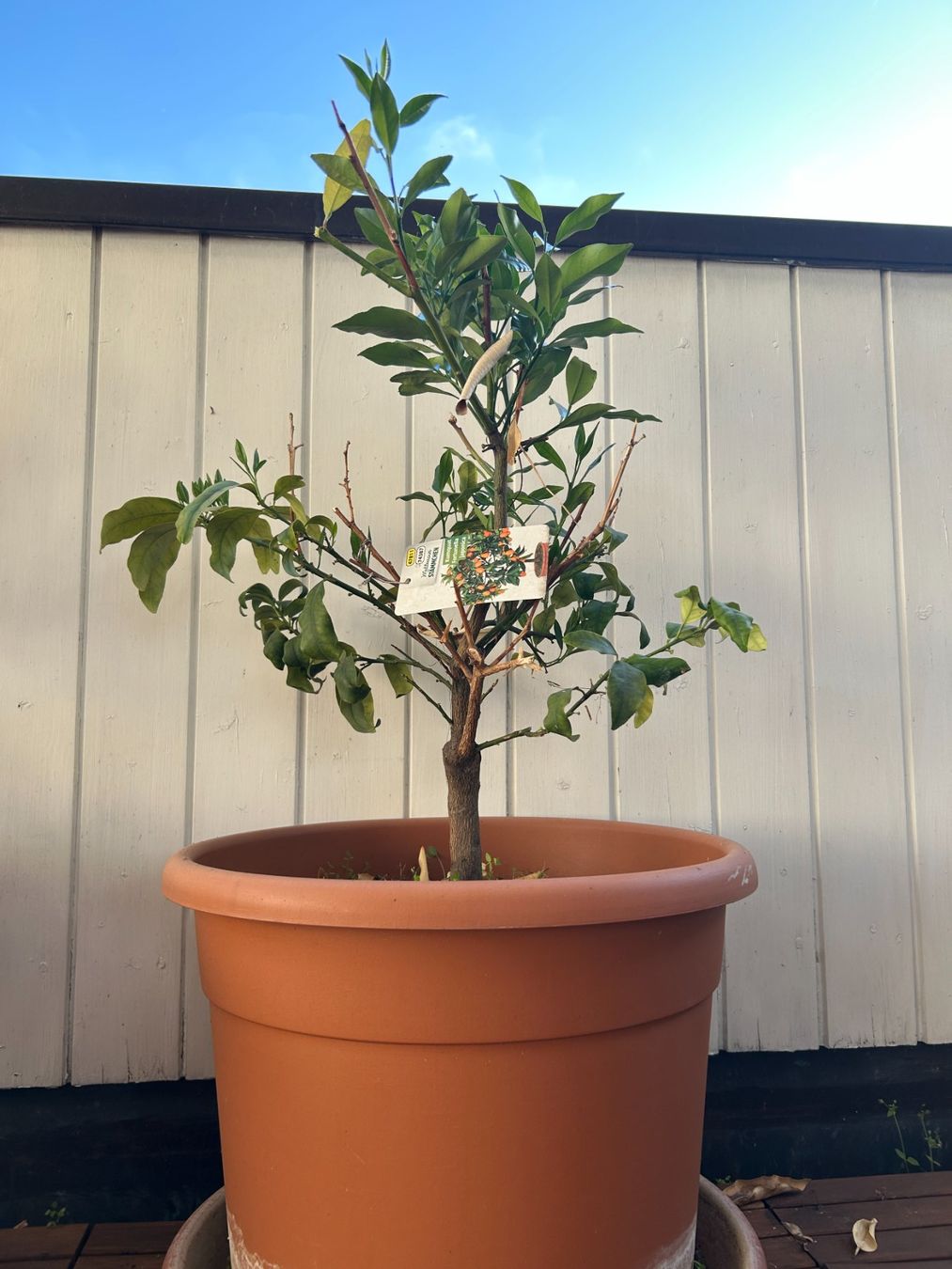 Piante & sementi: Kumquat (Mandarin) Tree – Usato da Zürich venduto da hil_88hg