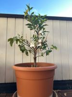 Kumquat (Mandarin) Tree